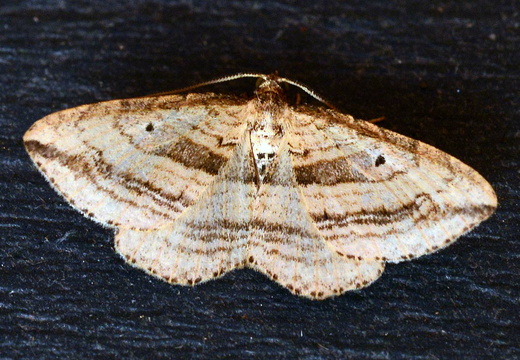 Oblique Carpet (Orthonama vittata)