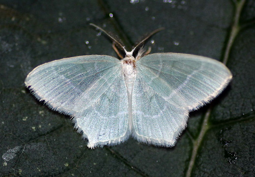 Little Emerald (Jodis lactearia)