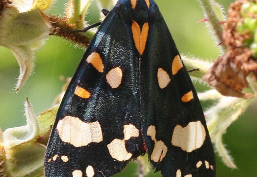 Scarlet Tiger (Callimorpha dominula)