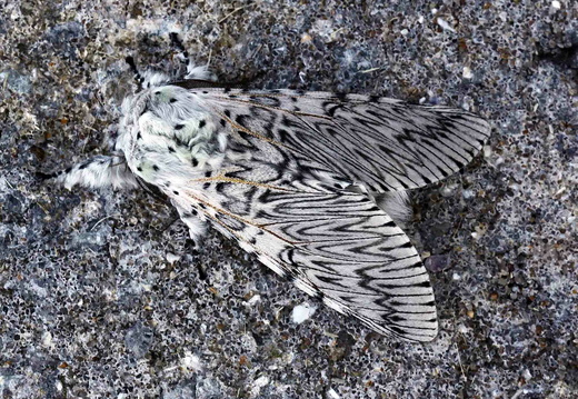 Puss Moth (Cerura vinula)