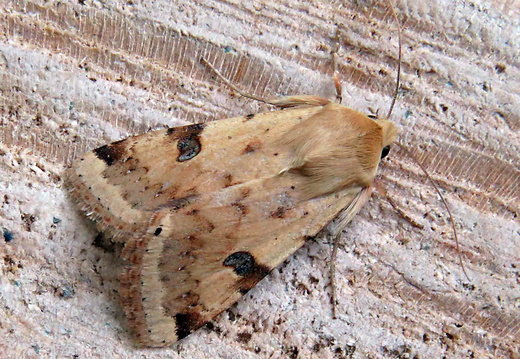 Bordered Straw (Heliothis peltigera)