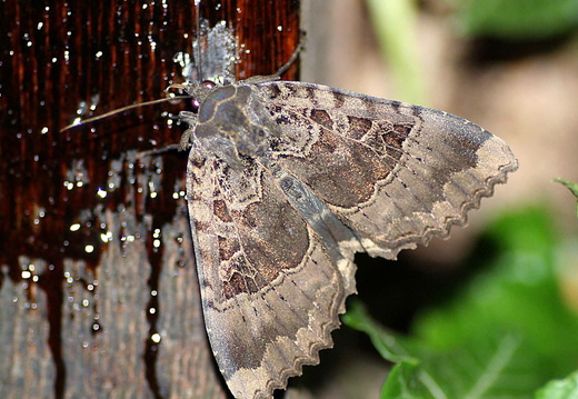 Old Lady (Mormo maura)