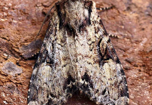 Clouded Brindle (Apamea epomidion)