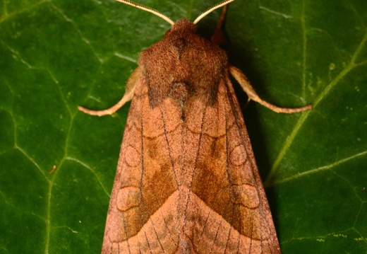 Rosy Rustic (Hydraecia micacea)