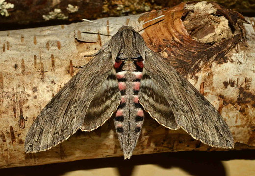 Convolvulus Hawk-moth (Agrius convolvuli)
