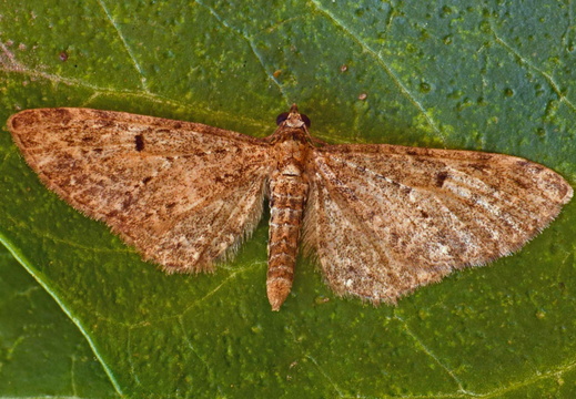 Golden-rod Pug (Eupithecia virgaureata) (1401)