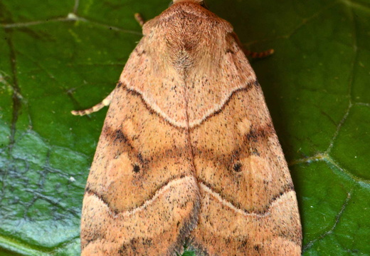 Dun-bar (Cosmia trapezina) (1402)