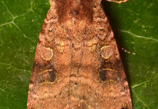 Dotted Clay (Xestia baja)