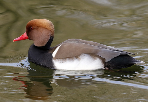 Red-crested Pochard (Netta rufina) (1404)