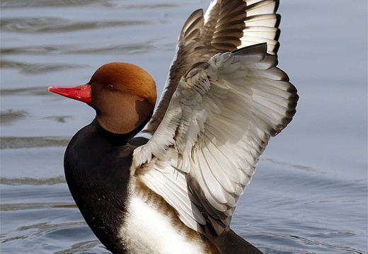 Red-crested Pochard (Netta rufina) (1405)