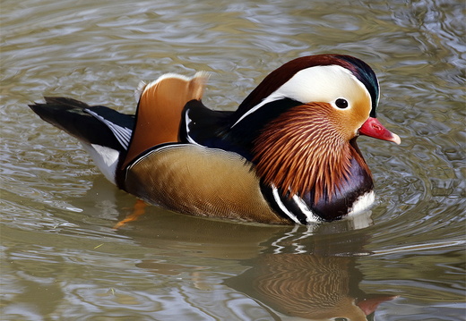 Mandarin Duck (Aix galericulata)