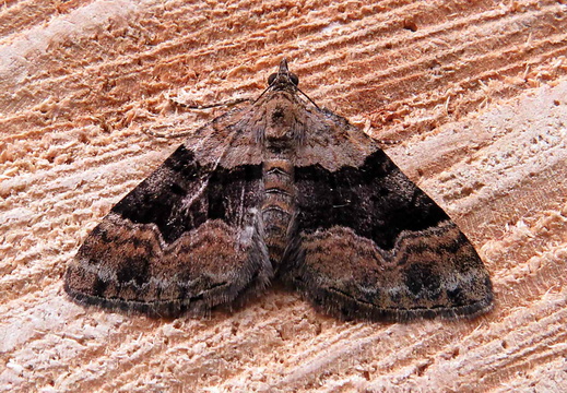Large Twin-spot Carpet (Xanthorhoe quadrifasiata)