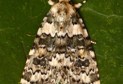 Marbled Beauty (Bryophila domestica)
