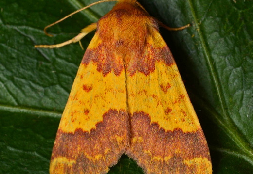Barred Sallow (Tiliacea aurago)