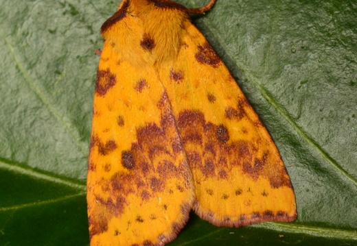 Pink-barred Sallow (Xanthia togata)