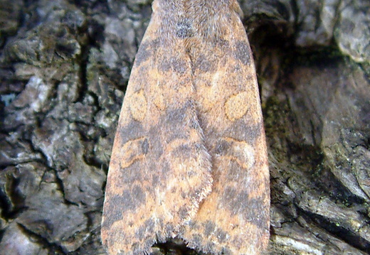 Dusky-lemon Sallow (Cirrhia gilvago)
