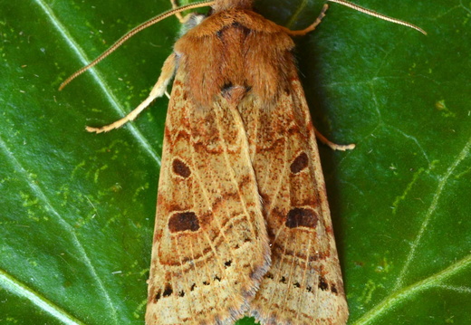 Lunar Underwing (Omphaloscelis lunosa) (1416)