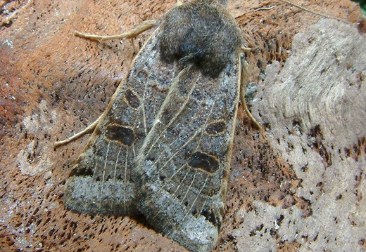 Lunar Underwing (Omphaloscelis lunosa) (1417)
