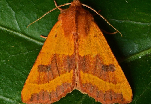 Centre-barred Sallow (Atethmia centrago)