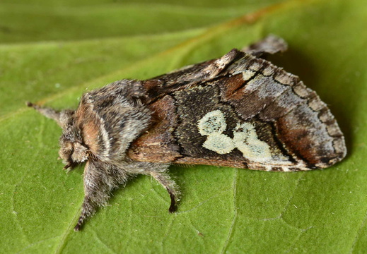 Figure of Eight (Diloba caeruleocephala)