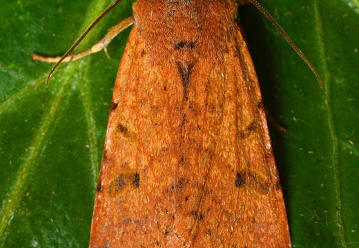 Beaded Chestnut (Agrochola lychnidis) 