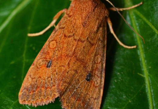 Brick (Agrochola circellaris) (1421)