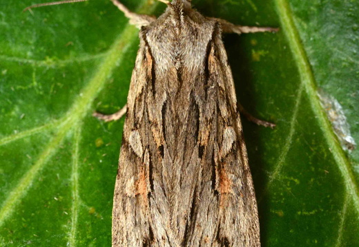 Blair's Shoulder-knot (Lithophane leautieri)