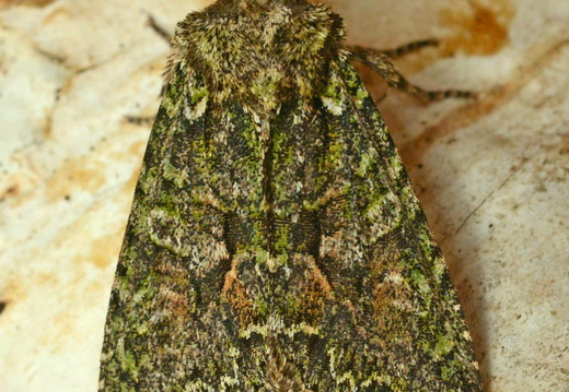 Brindled Green (Dryobotodes eremita) (1424)