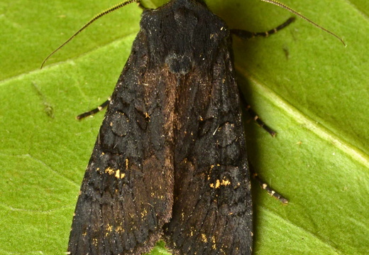 Black Rustic (Aporophyla nigra)