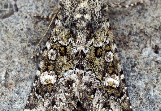 Feathered Ranunculus (Polymixis lichenea)
