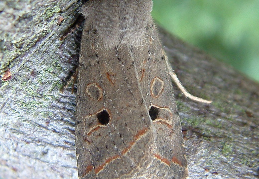Red-line Quaker (Agrochola lota)