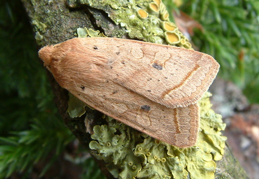 Yellow-line Quaker (Agrochola macilenta)