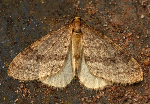 Northern Winter Moth male (Operophtera fagata)