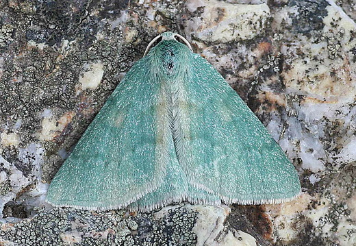 Grass Emerald (Pseudoterpna pruinata)