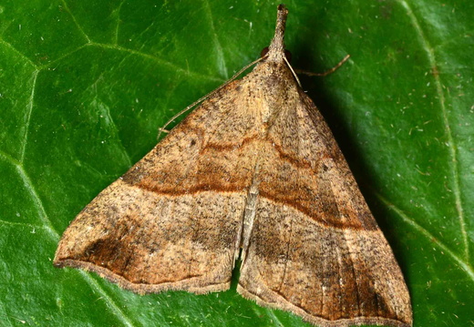 Snout (Hypena proboscidalis)
