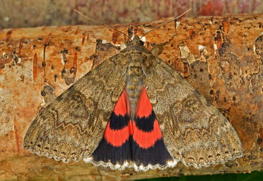 Red Underwing (Catocala nupta)