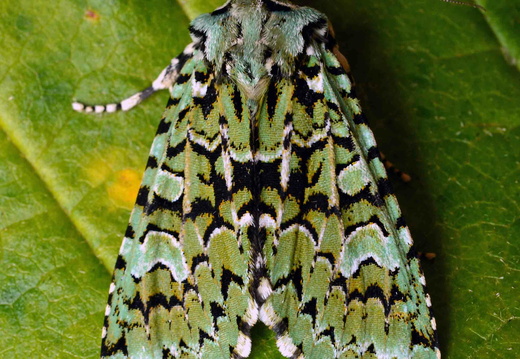 Merveille du Jour (Griposia aprilina)