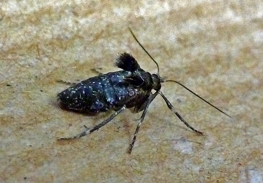 Winter Moth female (Operophtera brumata)