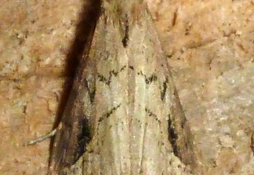 Pinion-streaked Snout (Schrankia costaestrigalis) (1437)