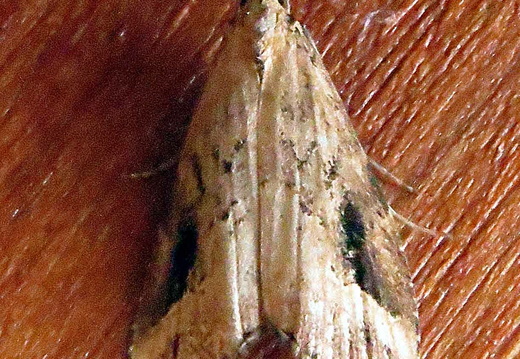 Pinion-streaked Snout (Schrankia costaestrigalis) (1438)