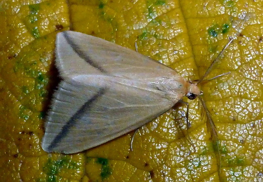 Vestal (Rhodometra sacraria)