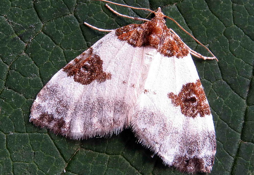 Blue-bordered Carpet (Plemyria rubiginata)