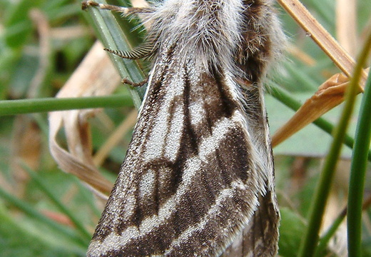 Belted Beauty male (Lycia zonaria)