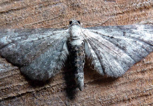 Bordered Pug (Eupithecia succenturiata)