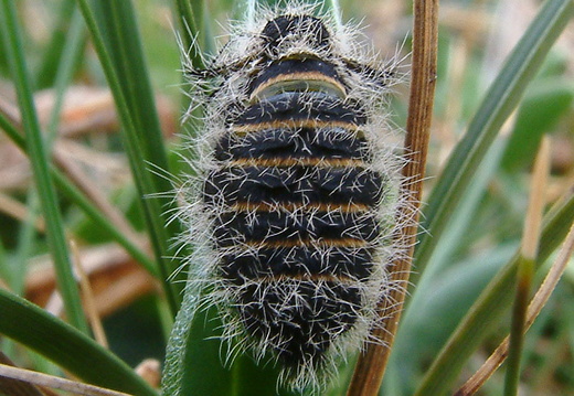 Belted Beauty female (Lycia zonaria)