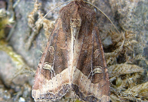 Crescent (Helotropha leucostigma)
