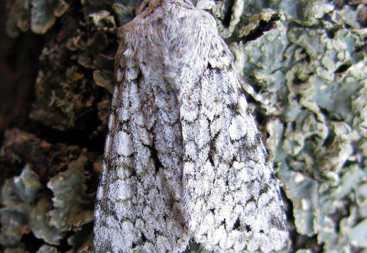 Grey Chi (Antitype chi)