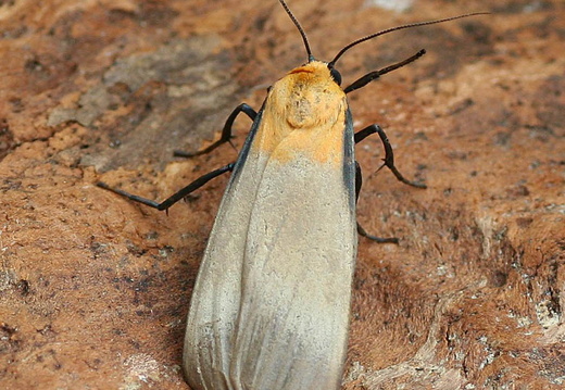 Four-spotted Footman (Lithosia quadra)