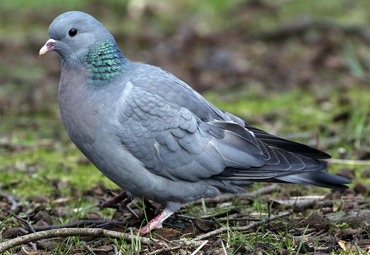 Stock Dove (Columba oenas)
