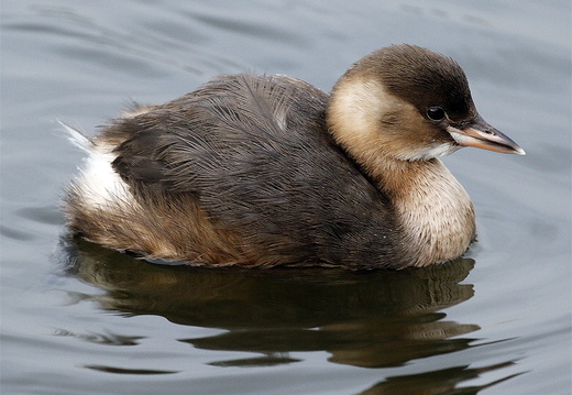 Little Grebe (Tachybaptus ruficollis)